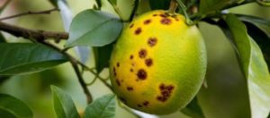 Read more about the article Sabe o que é o ácaro da leprose dos citros?